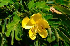 Senna pendula glabrata
