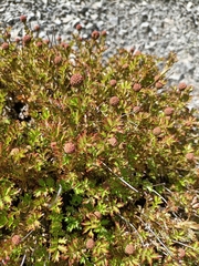 Acaena glabra