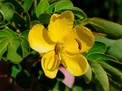 Senna pendula glabrata