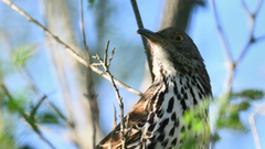Toxostoma longirostre