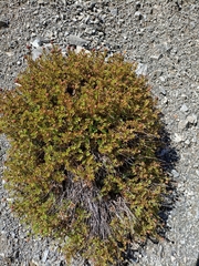Acaena glabra