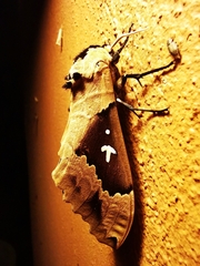 Lophostethus dumolinii