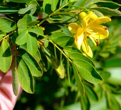 Senna pendula glabrata