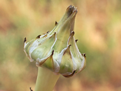 Reichardia tingitana