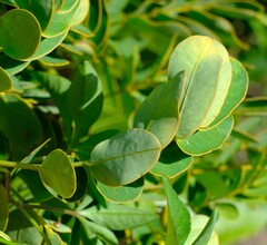 Senna pendula glabrata