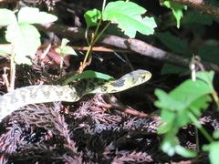 Rhabdophis tigrinus tigrinus
