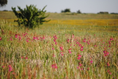 Gladiolus italicus