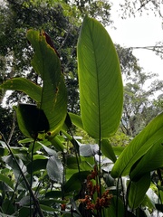 Liliopsida