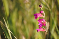 Gladiolus italicus