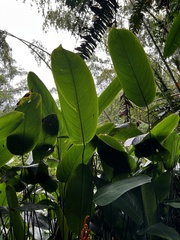 Liliopsida