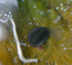 Ischnochiton australis