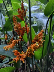 Liliopsida