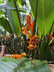 Liliopsida