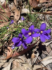 Cheiranthera linearis