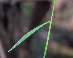 Tetrarrhena juncea