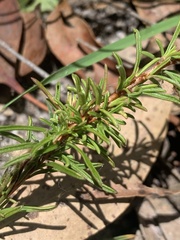 Cheiranthera linearis