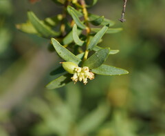 Pimelea microcephala
