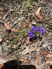 Cheiranthera linearis