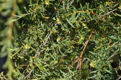 Pimelea microcephala