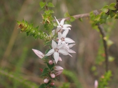 Epacris pulchella