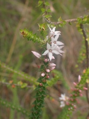 Epacris pulchella