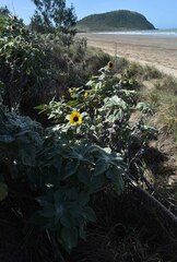 Helianthus argophyllus
