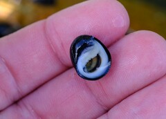 Nerita melanotragus