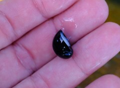 Nerita melanotragus