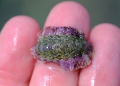 Onithochiton quercinus