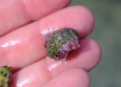 Onithochiton quercinus