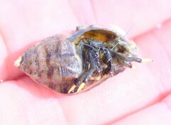 Clibanarius virescens