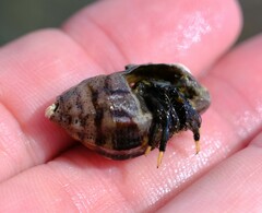 Clibanarius virescens