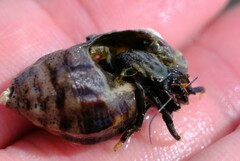 Clibanarius virescens