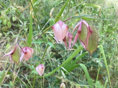 Calochortus albus