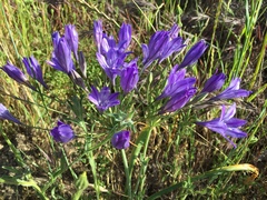 Triteleia laxa
