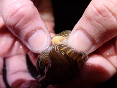 Anthessius navanacis