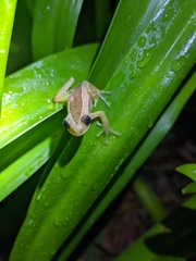 Afrixalus fornasini