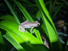 Afrixalus fornasini