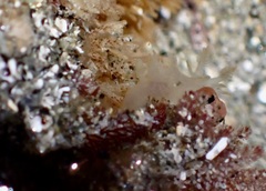 Ancula gibbosa
