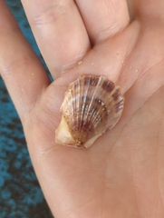 Scaeochlamys livida