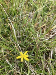 Hypoxis hygrometrica