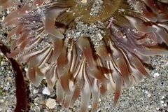 Urticina clandestina