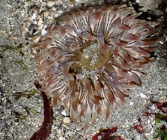 Urticina clandestina
