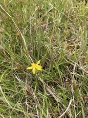 Hypoxis hygrometrica