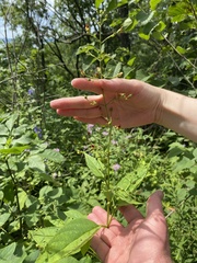 Scrophularia marilandica