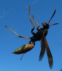 Polistes comanchus