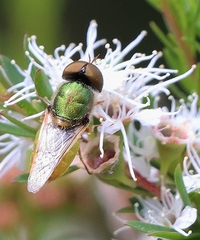 Odontomyia decipiens