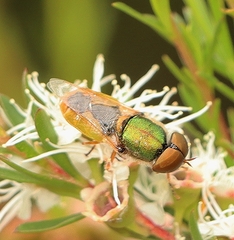Odontomyia decipiens