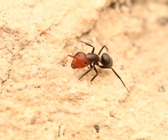 Camponotus lindigi