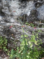 Dicliptera sexangularis